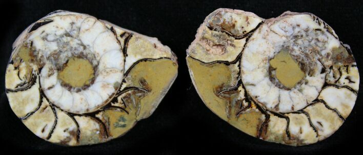 Iron Replaced Ammonite Fossil Pair #27498